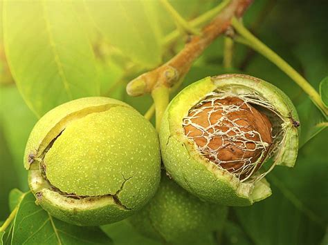 Soyulmuş Ceviz Alerjisi Belirtileri ve Tedavisi