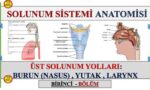 Solunum Yolları İlaçları ve Etkileri